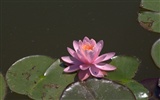 Water Lily HD papel tapiz #23