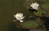 Water Lily HD papel tapiz #24