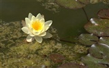 Water Lily HD papel tapiz #26