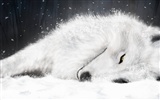 Animal Widescreen Wallpapers Collection (16) #3