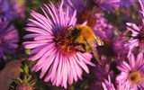 Aster Flowers 紫菀花 壁纸专辑1