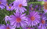 album Aster wallpaper Fleurs #3