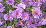 Aster Flowers 紫菀花 壁纸专辑4