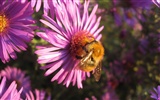 Aster Flowers 紫菀花 壁纸专辑6