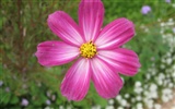 Aster Flowers wallpaper album #8