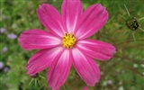 album Aster wallpaper Fleurs #9