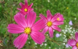 Aster Flowers 紫菀花 壁纸专辑10