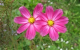 Aster Flowers wallpaper album #11