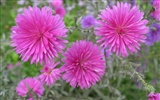 Aster Flowers 紫菀花 壁纸专辑12