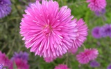 Aster Flowers Tapete Album