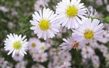 Aster Flowers 紫菀花 壁纸专辑16