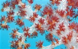 Under the Sea 3D HD Wallpaper #7
