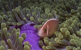 Under the Sea 3D HD wallpaper #13