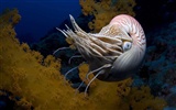 Under the Sea 3D HD Wallpaper #23