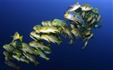 Under the Sea 3D HD wallpaper #25