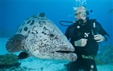 Under the Sea 3D 海底世界3D 高清壁紙 #26