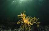 Under the Sea 3D HD wallpaper #34