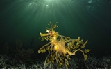 Under the Sea 3D HD Wallpaper #34