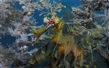 Under the Sea 3D HD wallpaper #35