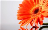 Widescreen-Wallpaper Blumen close-up (21)