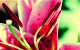 fleurs fond d'écran Widescreen close-up (21) #2