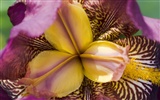 Widescreen wallpaper flowers close-up (21) #9