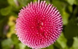 Widescreen-Wallpaper Blumen close-up (21) #16