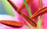 Širokoúhlý tapety květiny close-up (22) #1