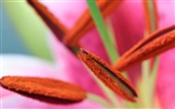 Widescreen-Wallpaper Blumen close-up (22) #1