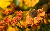 Widescreen-Wallpaper Blumen close-up (22) #4