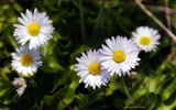 fleurs fond d'écran Widescreen close-up (22) #8