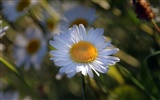 fleurs fond d'écran Widescreen close-up (22) #9