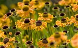 Widescreen-Wallpaper Blumen close-up (22) #10