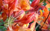 Widescreen-Wallpaper Blumen close-up (22) #11