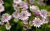 fleurs fond d'écran Widescreen close-up (22) #14