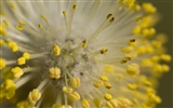 Widescreen wallpaper flowers close-up (22) #17