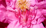fleurs fond d'écran Widescreen close-up (22) #18