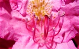 Widescreen-Wallpaper Blumen close-up (22) #18