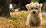 Widescreen Wallpapers Collection animale (21) #12