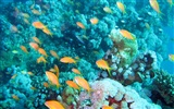 楽しい水中世界(4) #1