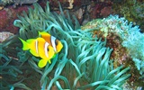 Fun Underwater World (4) #3