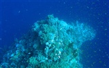 楽しい水中世界(4) #8
