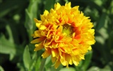 Widescreen-Wallpaper Blumen close-up (23)