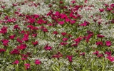 Widescreen-Wallpaper Blumen close-up (23) #13