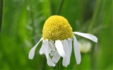 fleurs fond d'écran Widescreen close-up (23) #16