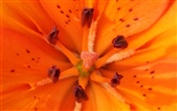 Widescreen-Wallpaper Blumen close-up (23) #17