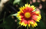 Widescreen-Wallpaper Blumen close-up (23) #19