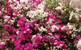 Widescreen-Wallpaper Blumen close-up (24) #5