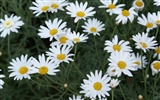 Widescreen wallpaper flowers close-up (24) #18