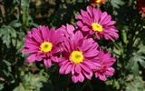 fleurs fond d'écran Widescreen close-up (25)